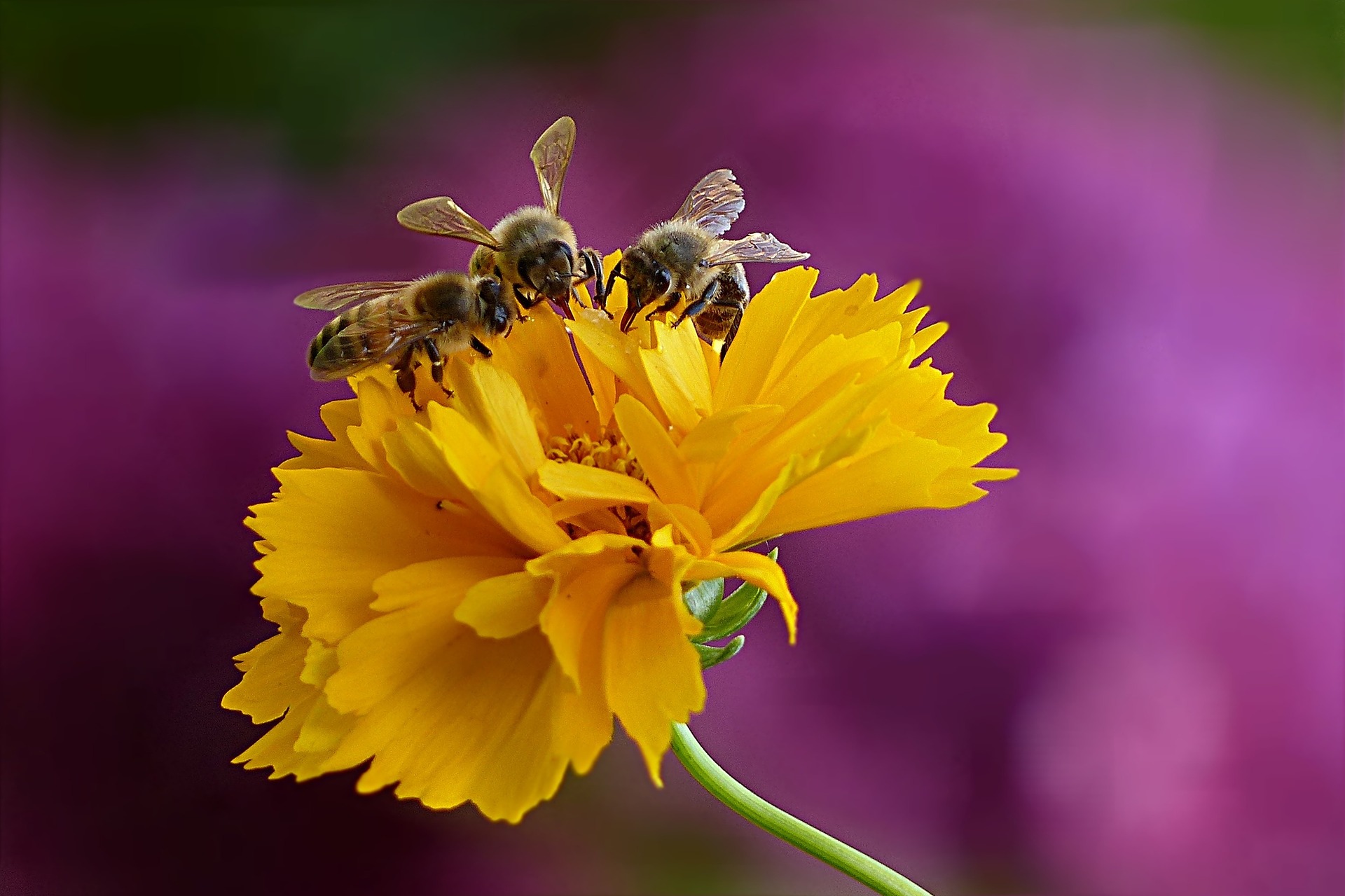 3 fleißige Bienen sitzen auf einer gelben Blume.